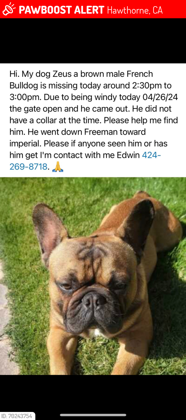 Lost Male Dog last seen Freeman and imperial, Hawthorne, CA 90250
