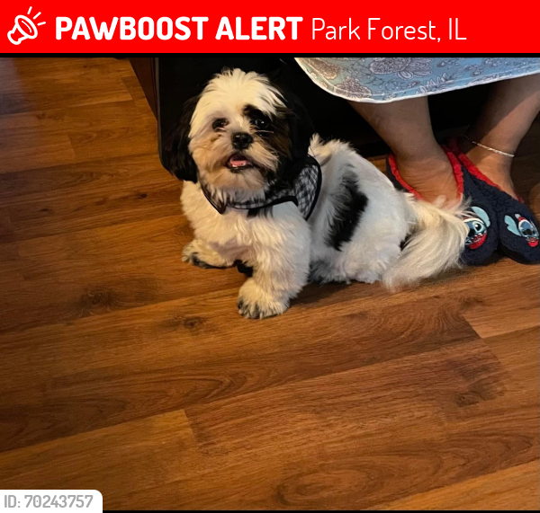 Lost Male Dog last seen Wildwood, Park Forest, IL 60466