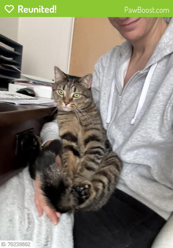 Reunited Male Cat last seen 34th and Greenwood Ave N , Seattle, WA 98103