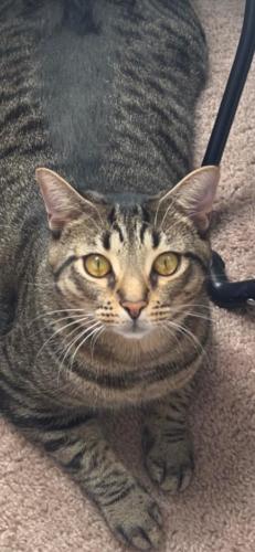 Lost Male Cat last seen Prospect Rd, Strongsville, OH 44-46, Strongsville, OH 44149