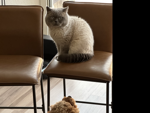Lost Male Cat last seen Near Blueberry Court, Tracy, CA 95376, Tracy, CA 95376