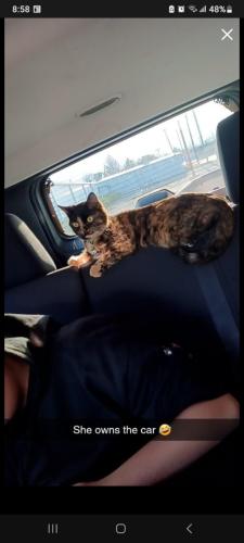 Lost Female Cat last seen 104th and Irma Dr, Northglenn, CO 80233