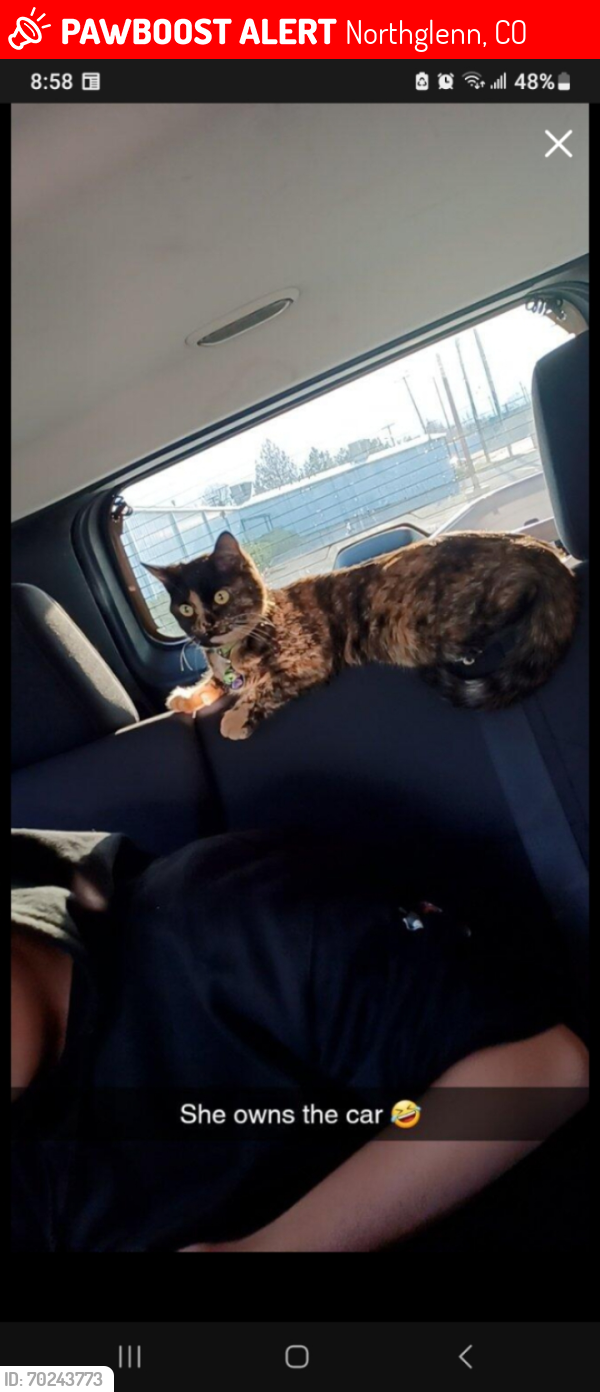 Lost Female Cat last seen 104th and Irma Dr, Northglenn, CO 80233