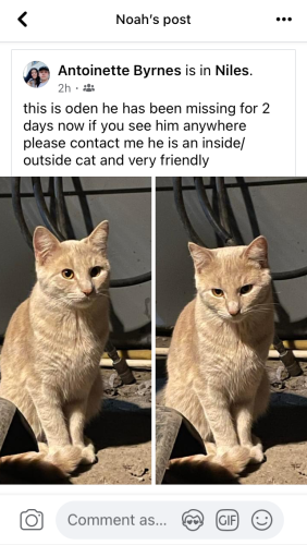 Lost Male Cat last seen Last seen at  , Niles, OH 44446