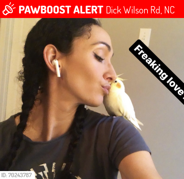 Lost Female Bird last seen  Wilson rd, Dick Wilson Rd, NC 28037