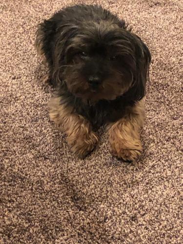 Lost Male Dog last seen 15th street East and avenue J , Lancaster, CA 93535