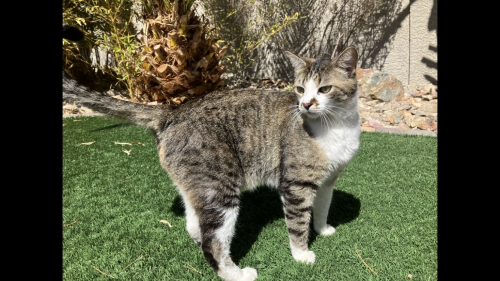 Lost Male Cat last seen Valdez & Via Olivero, Las Vegas, NV 89117