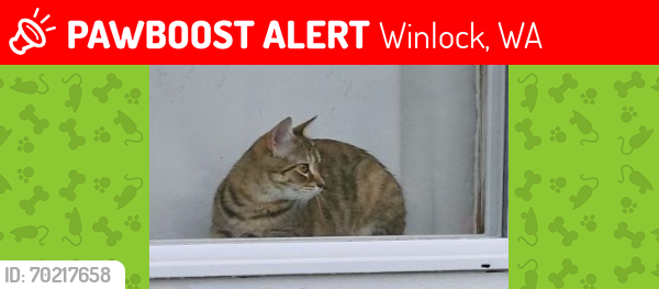 Lost Female Cat last seen Shiloh Rd, near Kakela and Hwy 505, Winlock, WA 98596