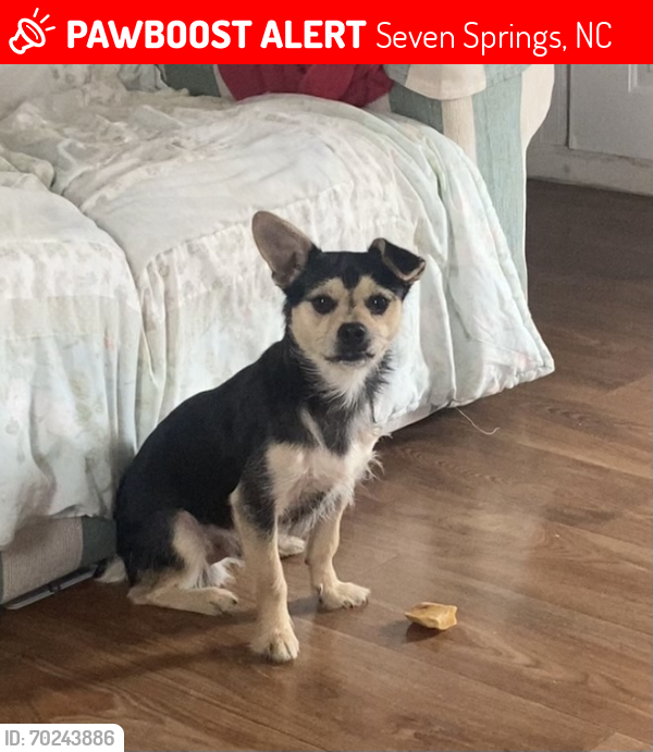 Lost Male Dog last seen Pineview cemetery rd and NC-111, Seven Springs, NC 28578