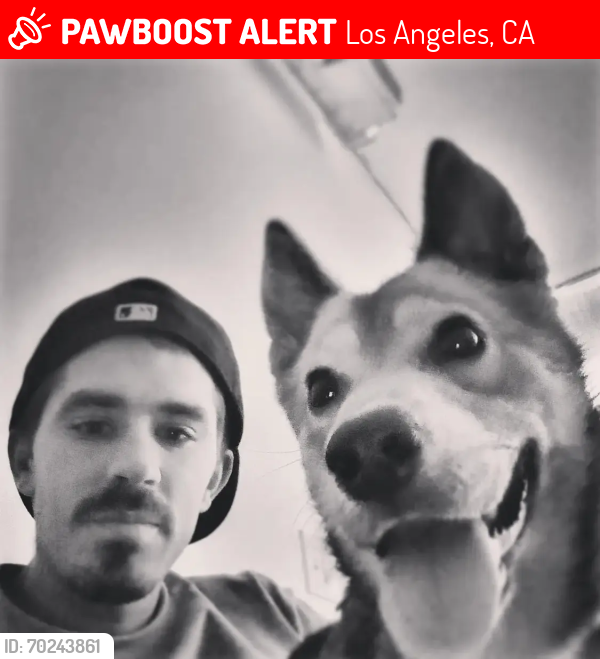 Lost Female Dog last seen Polk glenoaks, Los Angeles, CA 91342