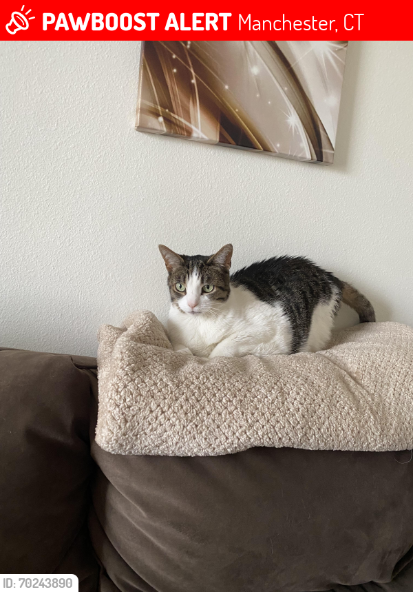Lost Female Cat last seen Buckland Hills Dr - The Pavilions, Manchester, CT 06042