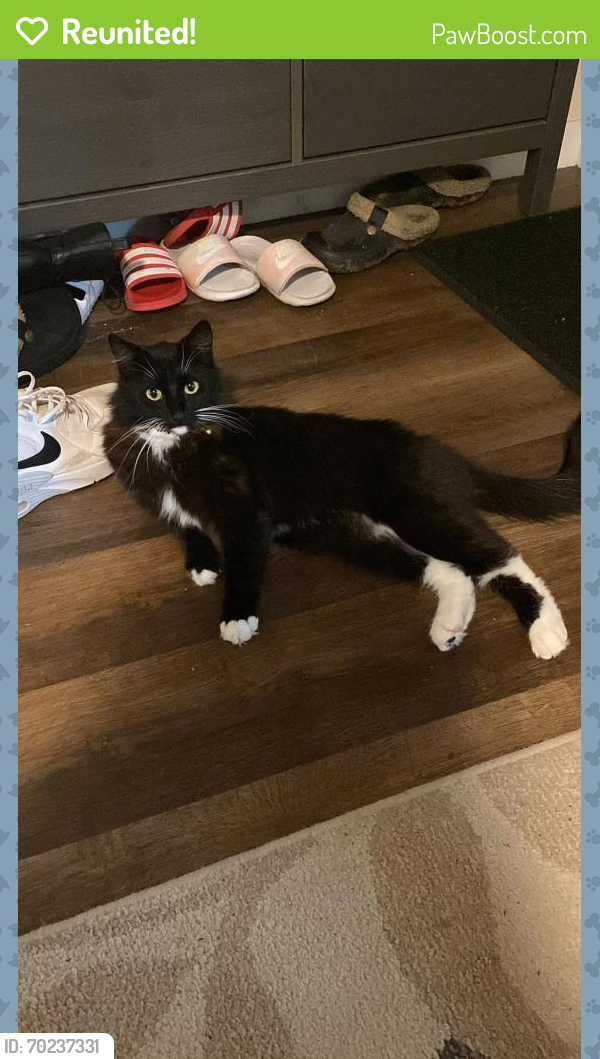 Reunited Female Cat last seen 20th ST SE off Mill and State ST , Salem, OR 97302