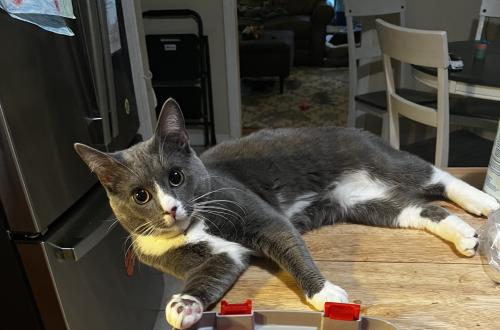 Lost Male Cat last seen Old county home rd and bear creek rd, Asheville, NC 28806