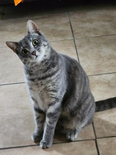 Lost Female Cat last seen Nassau Road and Woods Avenue, Roosevelt, NY 11575