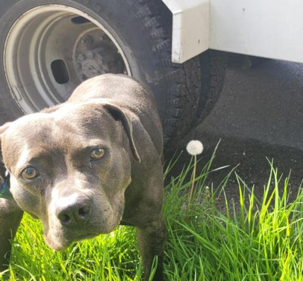 Shelter Stray Female Dog last seen Near BLOCK ROSSINI DR, DETROIT, MI 48205, Detroit, MI 48211