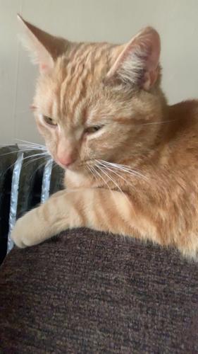 Lost Male Cat last seen Last seen at our  , Fort Wayne, IN 46802