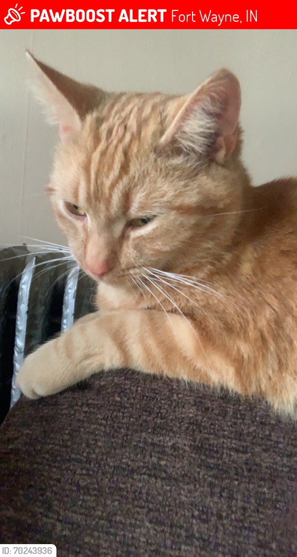 Lost Male Cat last seen Last seen at our  , Fort Wayne, IN 46802