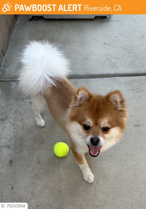 Riverside, CA Stray Male Dog Found Near Arlington/ Van Buren at Stater