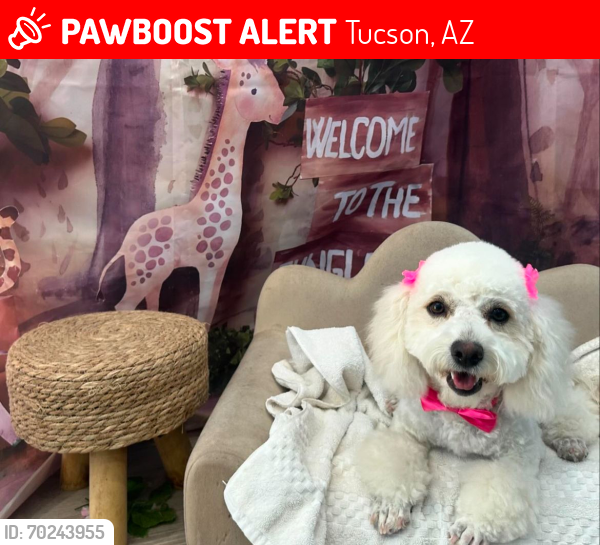 Lost Female Dog last seen Near w illinois st, Tucson, AZ 85714
