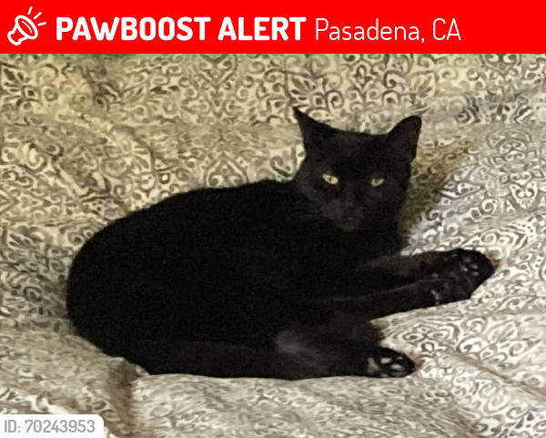 Lost Female Cat last seen Loma Vista Street, just east of North Martelo Avenue , Pasadena, CA 91104