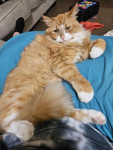 Lost Male Cat last seen Plymouth apmts , Plymouth, NH 03264
