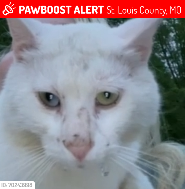 Lost Male Cat last seen Heege rd by mackenzie road, St. Louis County, MO 63123