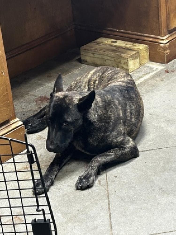 Shelter Stray Female Dog last seen Temple, GA , Carrollton, GA 30117