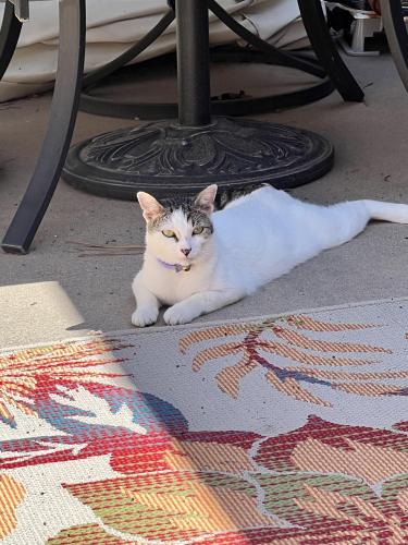 Lost Male Cat last seen Unser Blvd and Paradise , Albuquerque, NM 87114