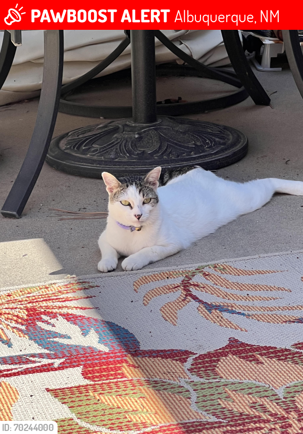 Lost Male Cat last seen Unser Blvd and Paradise , Albuquerque, NM 87114
