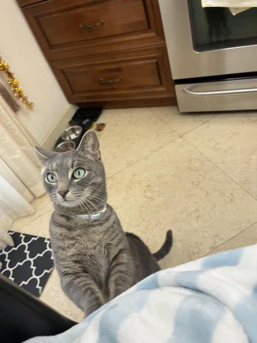 Lost Male Cat last seen 69th Road and 112 street Forest Hills , Queens, NY 11375