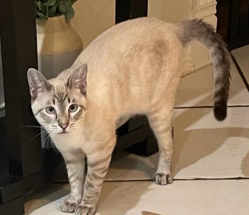 Lost Male Cat last seen Rancho / Mona Lane, Dallas, TX 75236
