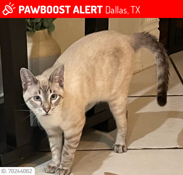 Lost Male Cat last seen Rancho / Mona Lane, Dallas, TX 75236