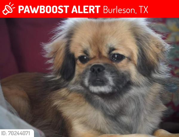 Lost Male Dog last seen Lace Lane Burleson , Burleson, TX 76028