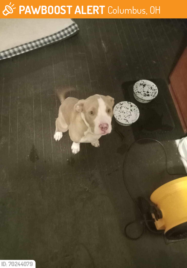 Found/Stray Male Dog last seen Briggs rd , Columbus, OH 43204
