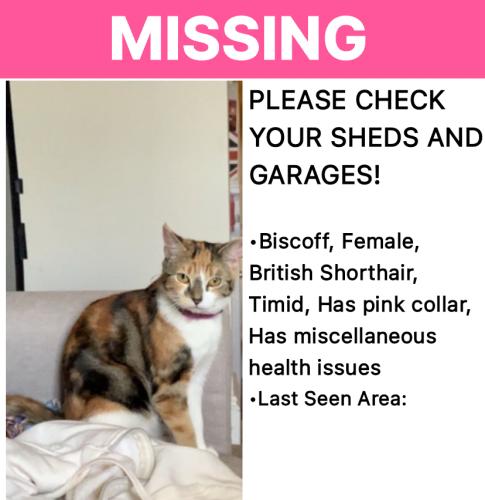 Lost Female Cat last seen Esso grge near meole brace or Jereford road bushes , Shropshire, England SY3