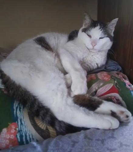 Lost Male Cat last seen Spring St, Tate twp Cemetery, Bethel, OH 45106
