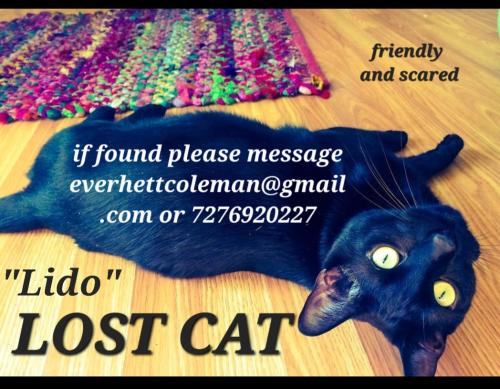 Lost Male Cat last seen Orange avenue near rickards high school, Tallahassee, FL 32301
