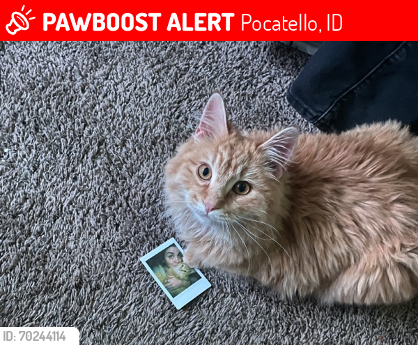 Lost Male Cat last seen Alameda middle school , Pocatello, ID 83201