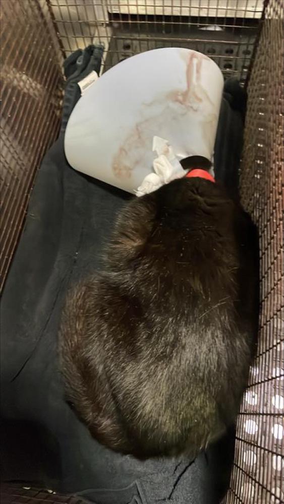 Shelter Stray Female Cat last seen Near BLOCK BAHAN DRIVE, Austin, TX 78702