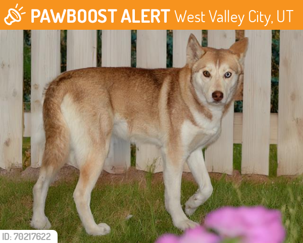 Shelter Stray Female Dog last seen Near BLOCK W 2640 S, WEST VALLEY CITY UT 84119, West Valley City, UT 84120