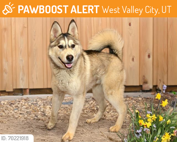 Shelter Stray Male Dog last seen Near BLOCK W 3500 S, WEST VALLEY CITY UT 84120, West Valley City, UT 84120