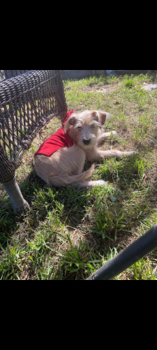 Lost Male Dog last seen Near Preakness drive. Riverbank, ca., Riverbank, CA 95367
