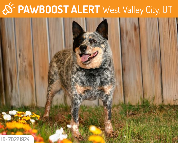 Shelter Stray Male Dog last seen Near BLOCK S REDWOOD RD, WEST VALLEY CITY UT 84123, West Valley City, UT 84120