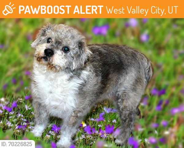 Shelter Stray Female Dog last seen Near BLOCK S REDWOOD RD, TAYLORSVILLE UT 84123, West Valley City, UT 84120
