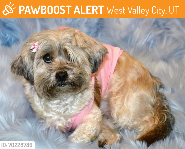 Shelter Stray Female Dog last seen Near BLOCK S MT VISTA DR, TAYLORSVILLE UT 84129, West Valley City, UT 84120