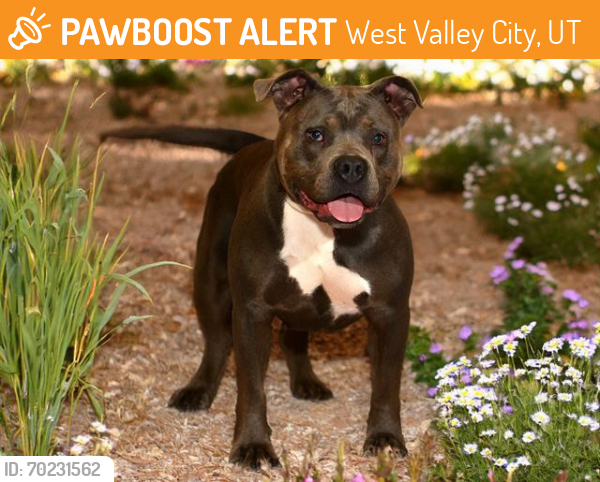 Shelter Stray Female Dog last seen Near BLOCK W 3500 S, WEST VALLEY CITY UT 84119, West Valley City, UT 84120