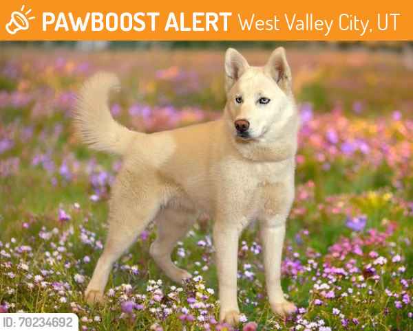 Shelter Stray Female Dog last seen Near BLOCK S 3640 W, TAYLORSVILLE UT 84129, West Valley City, UT 84120