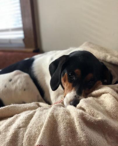 Lost Female Dog last seen Near Chesterfield Ave., Charlotte, NC 28205