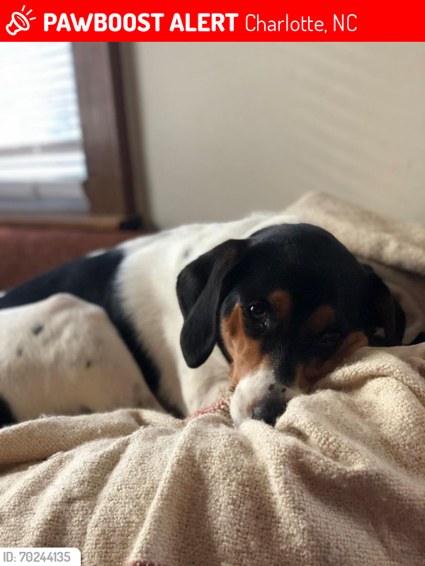 Lost Female Dog last seen Near Chesterfield Ave., Charlotte, NC 28205