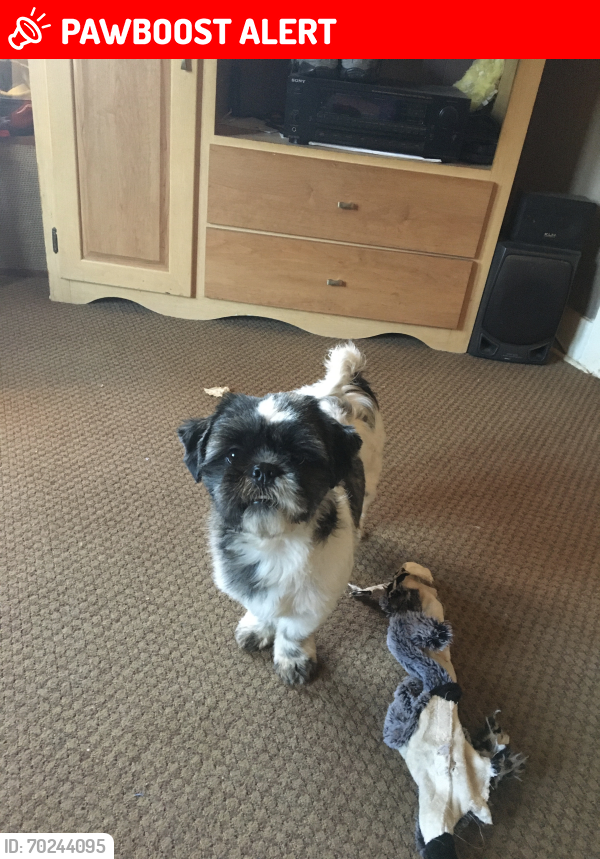 Lost Male Dog last seen Billen and 13th  Villa  Ok City, Ok, Greater London, England NW1 3TH